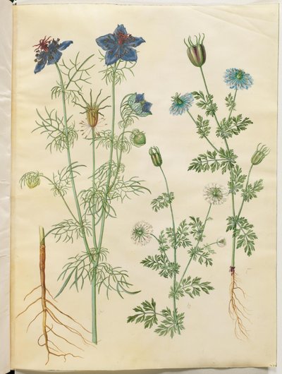 Nigella hispanica (nigelle d
