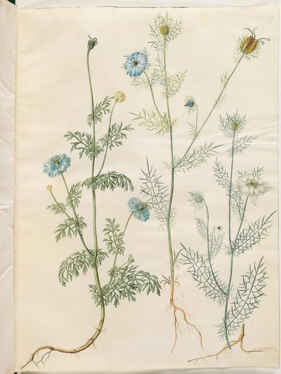 Nigella sativa (cumin noir); Nigella damascena (nigelle de Damas) - Hans Simon Holtzbecker
