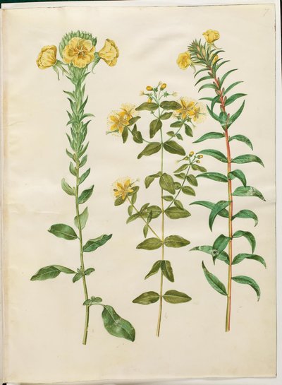 Oenothera biennis (onagre bisannuelle); Hypericum hircinum (millepertuis puant); Oenothera rubricaulis (onagre à tige rouge) - Hans Simon Holtzbecker