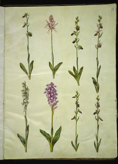 Ophrys apifera ou Ophrys sphegodes (orchidée abeille ou orchidée précoce); "Orchis simia" (orchidée singe); Ophrys apifera (orchidée abeille); Orchis (orchidée); Orchis militaris (orchidée militaire); Ophrys insectifera (orchidée mouche) - Hans Simon Holtzbecker