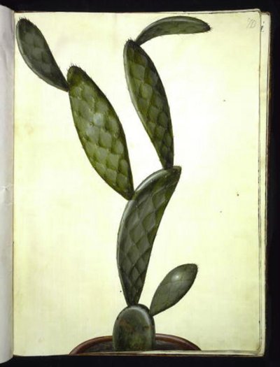 Opuntia monacantha (figuier de Barbarie) - Hans Simon Holtzbecker