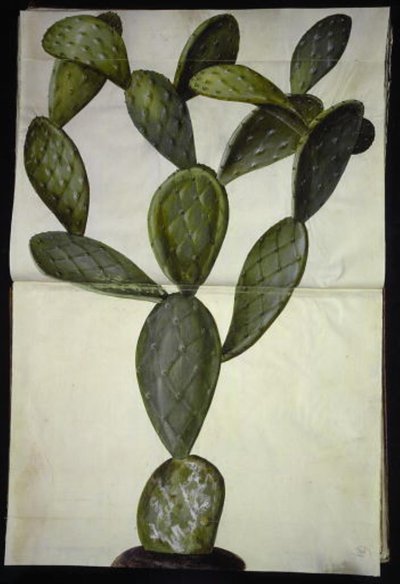Opuntia monacantha (figuier de Barbarie) - Hans Simon Holtzbecker
