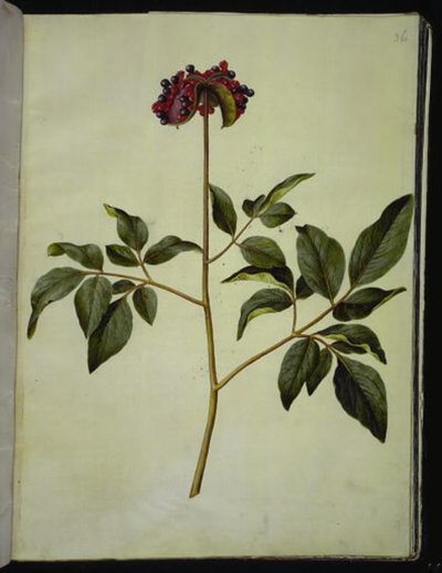 Paeonia mascula (pivoine mâle) - Hans Simon Holtzbecker