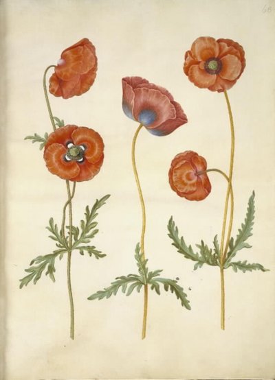 Papaver rhoeas (coquelicot) - Hans Simon Holtzbecker