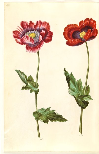 Papaver somniferum (pavot à opium) - Hans Simon Holtzbecker
