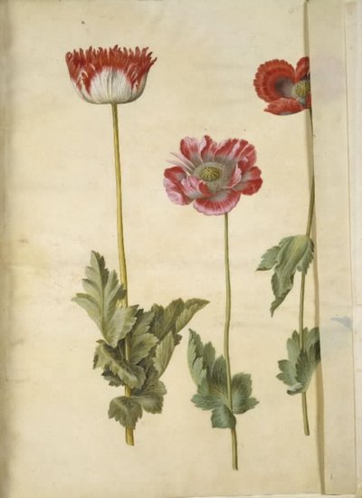 Papaver somniferum (pavot à opium) - Hans Simon Holtzbecker