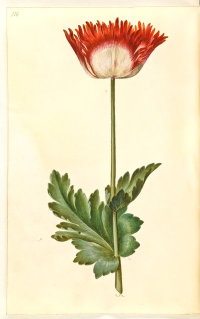 Papaver somniferum (pavot à opium) - Hans Simon Holtzbecker