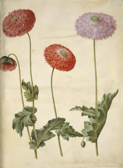 Papaver somniferum (pavot à opium) - Hans Simon Holtzbecker