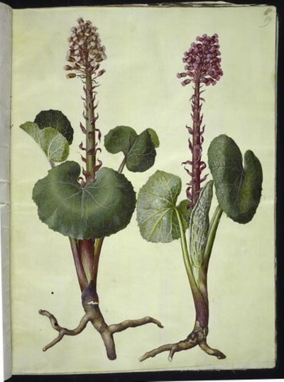 Petasites hybridus (pétasite hybride) - Hans Simon Holtzbecker