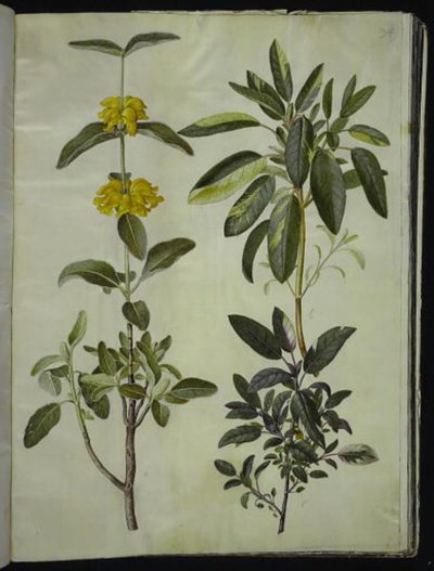 Phlomis fruticosa (queue de lion commune); Salvia officinalis (sauge officinale) - Hans Simon Holtzbecker
