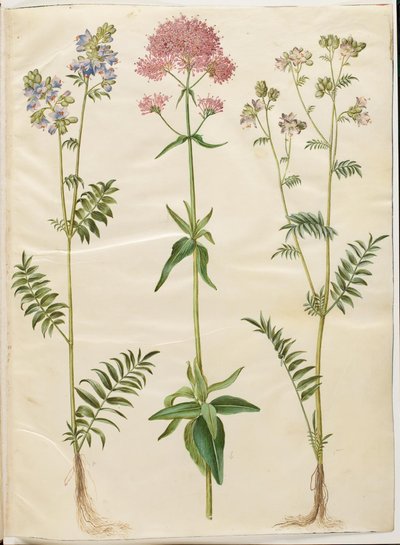 Polemonium caeruleum (échelle de Jacob); Centranthus ruber (valériane rouge) - Hans Simon Holtzbecker