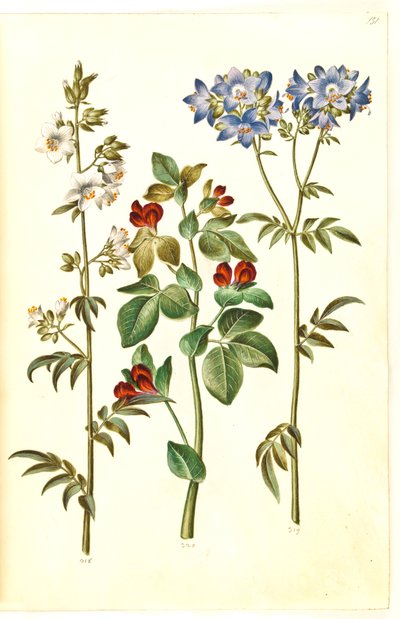 Polemonium caeruleum (échelle de Jacob commune); Lotus tetragonolobus (pois asperge) - Hans Simon Holtzbecker