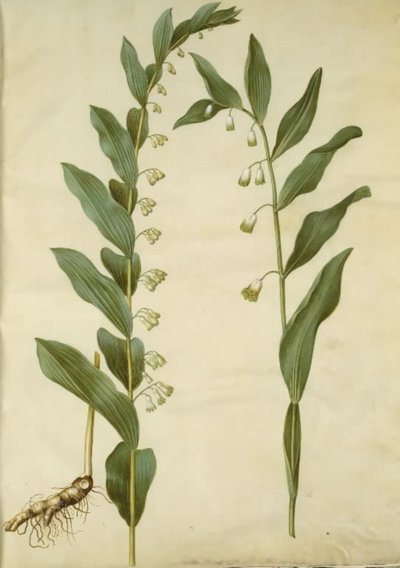 Polygonatum multiflorum (grand sceau de Salomon); Polygonatum odoratum (sceau de Salomon anguleux) - Hans Simon Holtzbecker