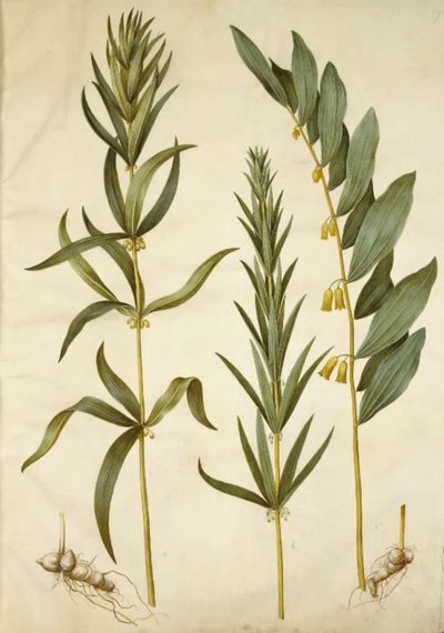 Polygonatum verticillatum (sceau de Salomon verticillé); Polygonatum multiflorum (grand sceau de Salomon) - Hans Simon Holtzbecker