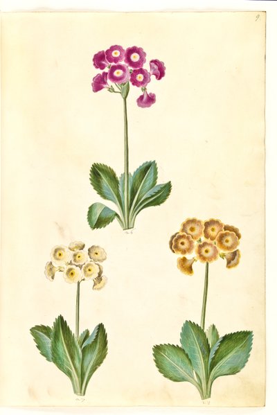 Primula ×pubescens (auricule de jardin) - Hans Simon Holtzbecker