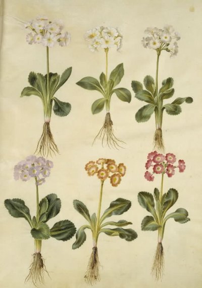 Primula ×pubescens (auricule de jardin) - Hans Simon Holtzbecker