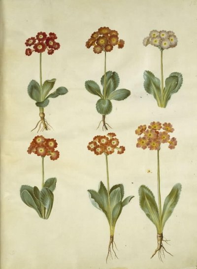 Primula ×pubescens (primevère de jardin) - Hans Simon Holtzbecker