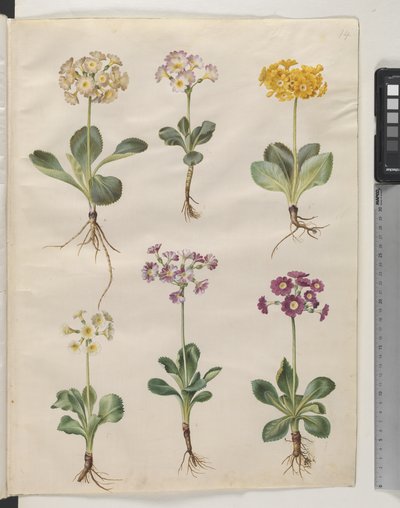 Primula ×pubescens Wulfen (auricule de jardin) - Hans Simon Holtzbecker