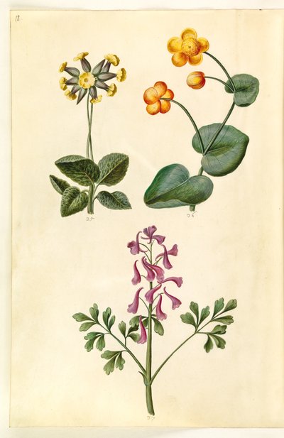 Primevère officinale ; Populage des marais ; Corydale creuse - Hans Simon Holtzbecker