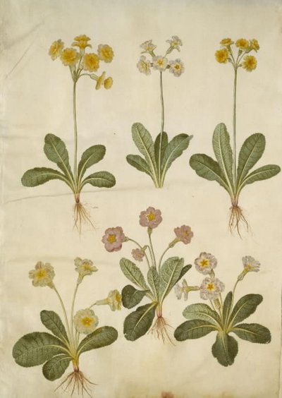 Primula veris (hybride de primevère officinale); Primula vulgaris (hybride de primevère commune) - Hans Simon Holtzbecker