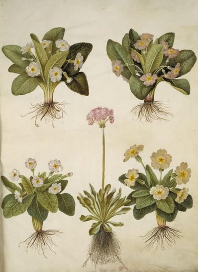Primula vulgaris (hybride de primevère à grandes fleurs); Primula farinosa (primevère farineuse) - Hans Simon Holtzbecker