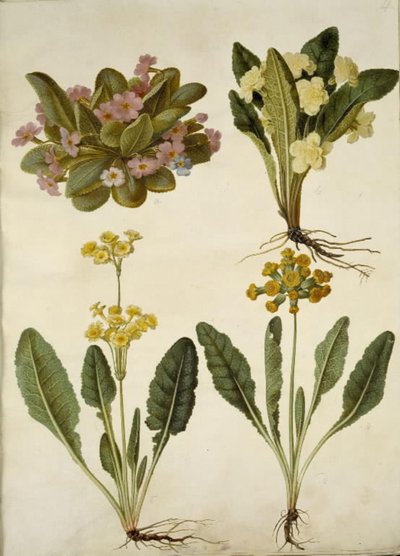 Primula vulgaris (primevère des jardins); Primula vulgaris (hybride de grande primevère); Primula veris (hybride de primevère officinale) - Hans Simon Holtzbecker