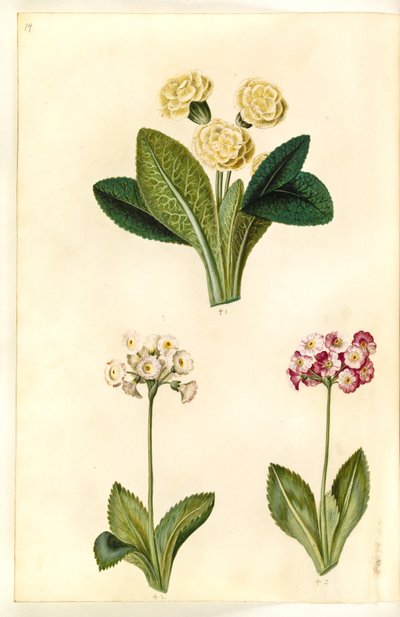 Primula vulgaris (primevère commune); Primula ×pubescens (auricule de jardin) - Hans Simon Holtzbecker