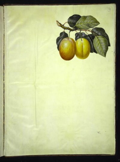 Prunus domestica (prune) - Hans Simon Holtzbecker