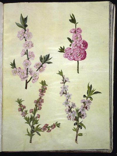 Prunus dulcis (amandier); Prunus persica (pêcher) - Hans Simon Holtzbecker