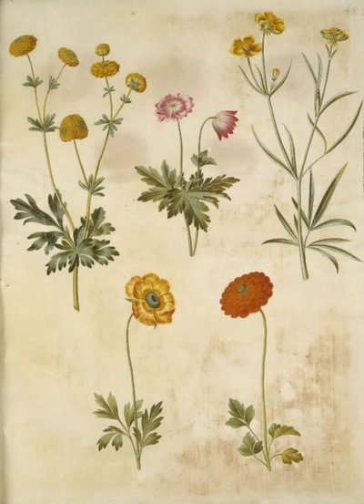 Ranunculus acris (renoncule âcre); Anemone nemorosa (anémone des bois); Ranunculus illyricus (renoncule d