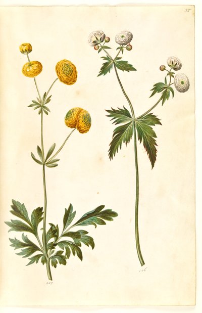 Ranunculus acris (renoncule âcre) ; Ranunculus aconitifolius (renoncule à feuilles d