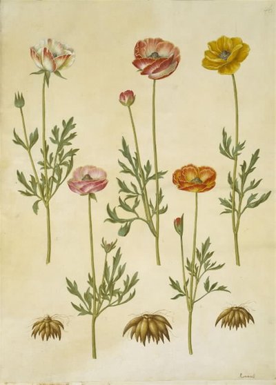 Renoncule asiatique (Ranunculus asiaticus) - Hans Simon Holtzbecker
