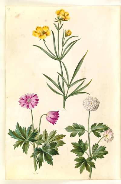 Ranunculus illyricus (renoncule des steppes); Anemone nemorosa (anémone des bois) - Hans Simon Holtzbecker