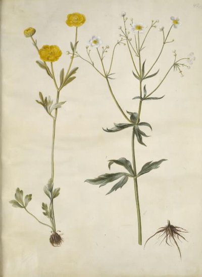 Ranunculus monspeliacus ; Ranunculus aconitifolius - Hans Simon Holtzbecker