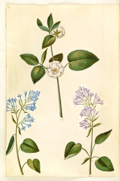 Rosa (?) (rose); Syringa vulgaris (lilas commun) - Hans Simon Holtzbecker