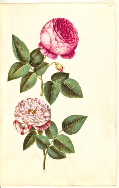 Rosa ×centifolia (rose cent-feuilles); Rosa gallica versicolor (
