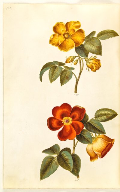 Rosa foetida (rose jaune); Rosa foetida (rose turque) - Hans Simon Holtzbecker