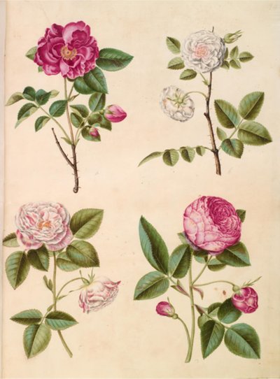 Rosa gallica (rose apothicaire); Rosa ×alba (rose blanche); Rosa gallica (Rosa Mundi); Rosa ×centifolia (rose cent-feuilles) - Hans Simon Holtzbecker