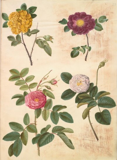 Rosa hemisphaerica (rose jaune soufre); Rosa gallica (rose de France); Rosa ×damascena (rose de Damas) - Hans Simon Holtzbecker
