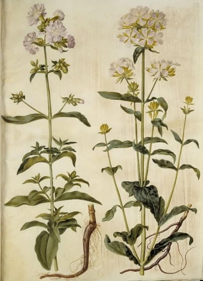 Saponaria officinalis (saponaire officinale) - Hans Simon Holtzbecker