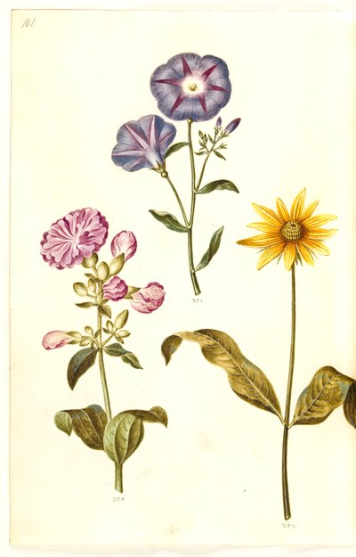 Saponaria officinalis (saponaire officinale); Convolvulus tricolor (liseron tricolore); Helianthus (?) (tournesol) - Hans Simon Holtzbecker
