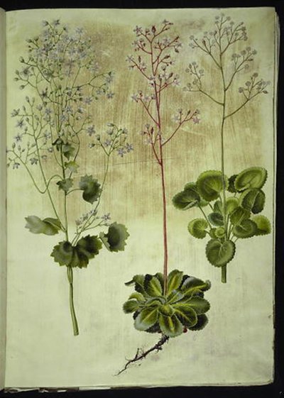 Saxifraga rotundifolia (saxifrage à feuilles rondes); Saxifraga umbrosa (saxifrage ombreuse); Saxifraga geum (fleur de porcelaine) - Hans Simon Holtzbecker
