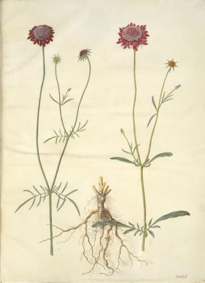 Scabiosa atropurpurea (fleur de veuve) - Hans Simon Holtzbecker