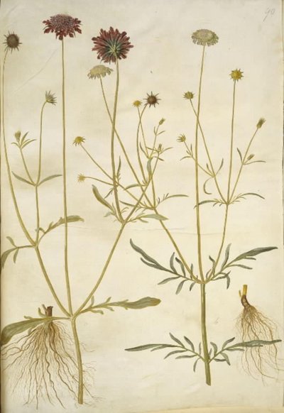 Scabiosa atropurpurea; Scabiosa columbaria - Hans Simon Holtzbecker