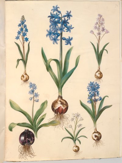 Scilla bifolia (scille à deux feuilles); Hyacinthus orientalis (jacinthe orientale); Scilla amoena (scille bleue) - Hans Simon Holtzbecker