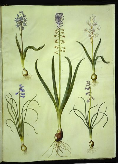 Scilla bifolia (scille à deux feuilles); Muscari comosum (jacinthe à touffe); Brimeura amethystina (jacinthe des Pyrénées) - Hans Simon Holtzbecker
