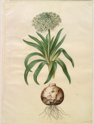 Scilla peruviana (jacinthe géante) - Hans Simon Holtzbecker