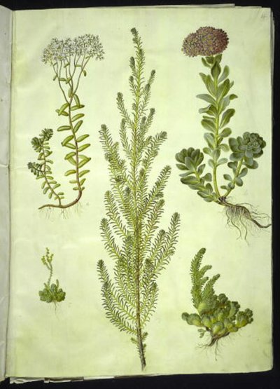 Sedum album (orpin blanc); Sedum anacampseros (orpin à feuilles rondes); Sedum (orpin); Suaeda vera (arroche buissonnante); Sedum rupestre (orpin des rochers) - Hans Simon Holtzbecker