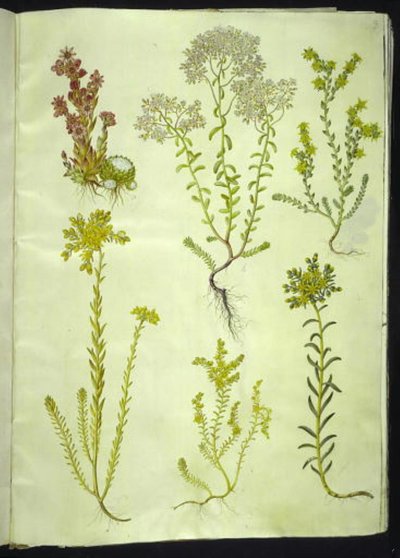 Sempervivum arachnoideum; Sedum album; Sedum acre; Sedum rupestre; Sedum sexangulare - Hans Simon Holtzbecker