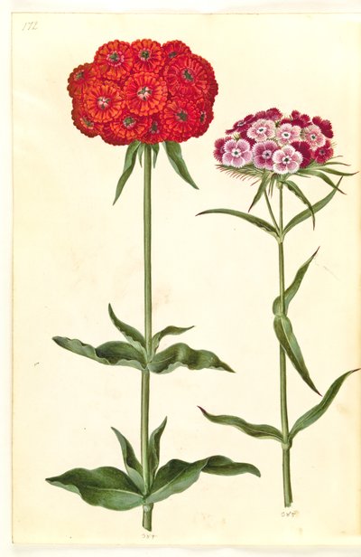 Silène chalcedonica ; Œillet des poètes - Hans Simon Holtzbecker